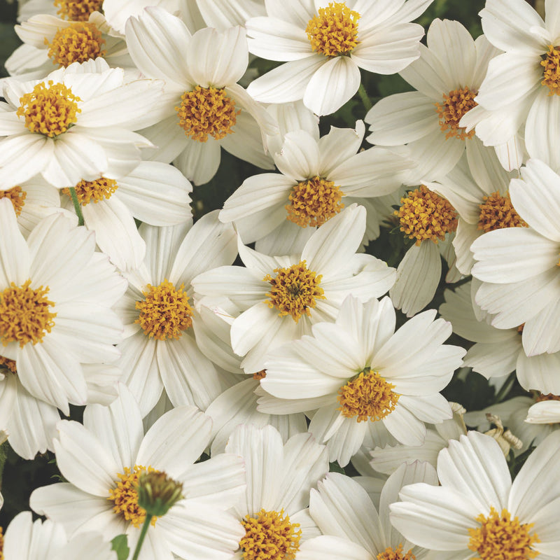 Campfire® Marshmallow™ Apache Beggarticks (Bidens hybrid)