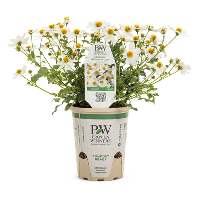 Campfire® Marshmallow™ Apache Beggarticks (Bidens hybrid)