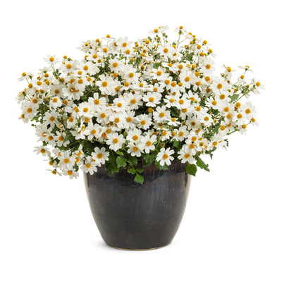 Campfire® Marshmallow™ Apache Beggarticks (Bidens hybrid)