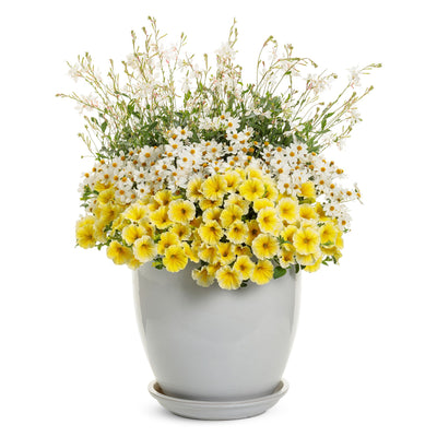 Campfire® Marshmallow™ Apache Beggarticks (Bidens hybrid)