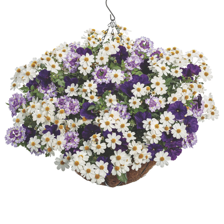 Fleursdepecher Proven Winners® Polar Peach Flower Combination | GrowJoy