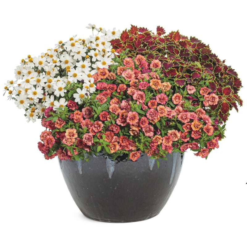 Campfire® Marshmallow™ Apache Beggarticks (Bidens hybrid)