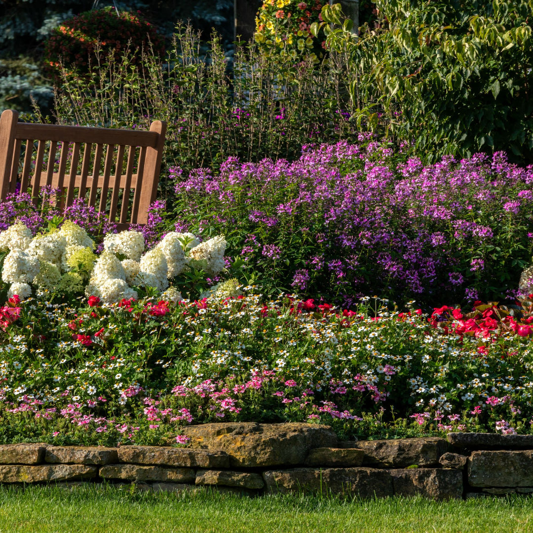 Apache Beggarticks | Campfire® Marshmallow™ | Proven Winners