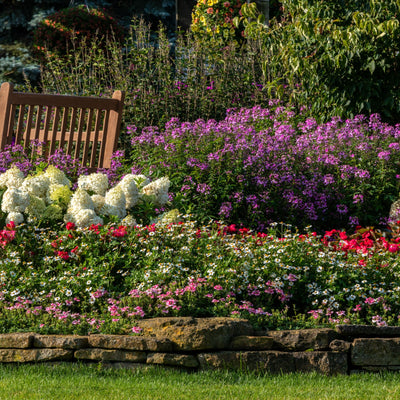 Campfire® Marshmallow™ Apache Beggarticks (Bidens hybrid)