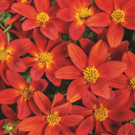Campfire® Red Ember Apache Beggarticks (Bidens ferulifolia) | Proven Winners® New Variety 2026