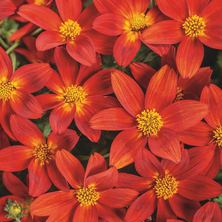 Apache Beggarticks | Campfire® Red Ember | Proven Winners® Annuals