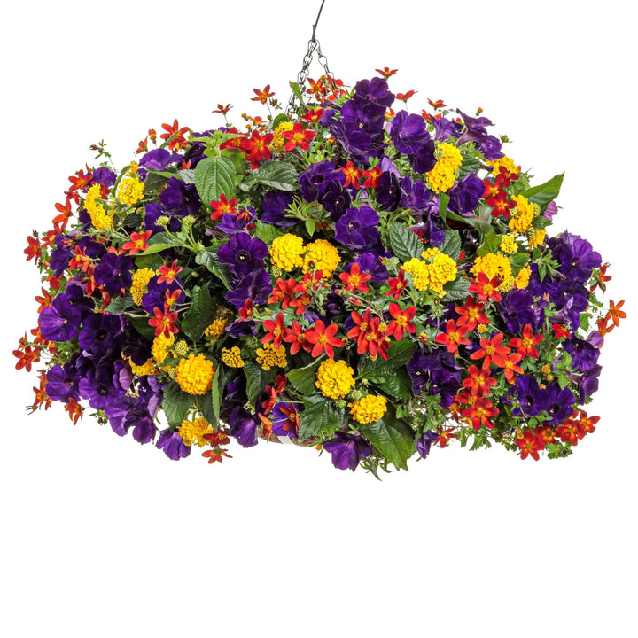 Campfire® Red Ember Apache Beggarticks (Bidens ferulifolia) | Proven Winners® New Variety 2026