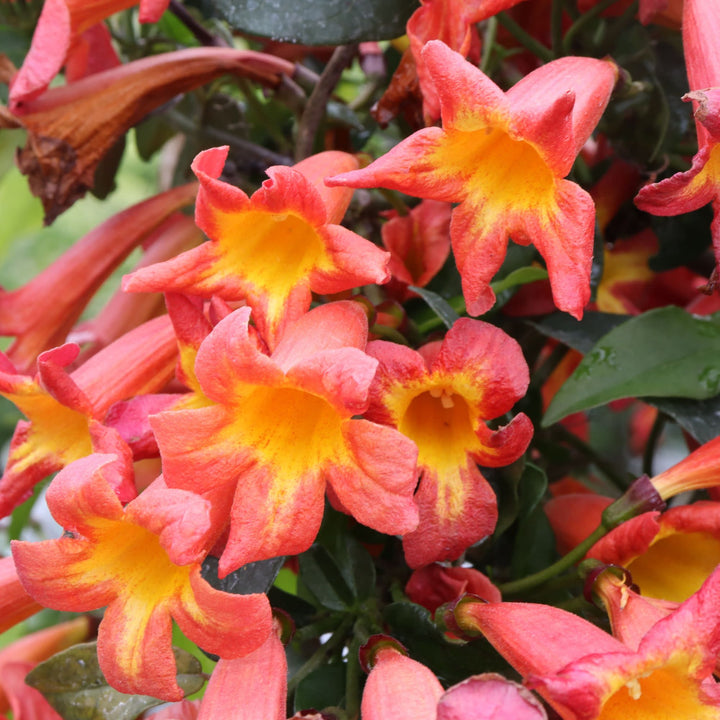 Dressed To Thrill® Crossvine (Bignonia capreolata)