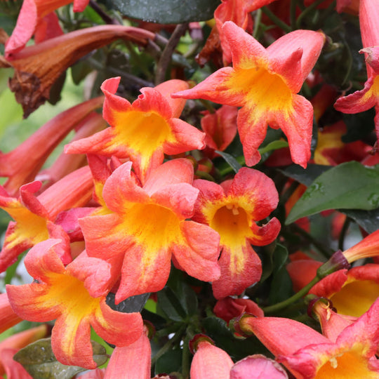 Dressed To Thrill® Crossvine (Bignonia capreolata)