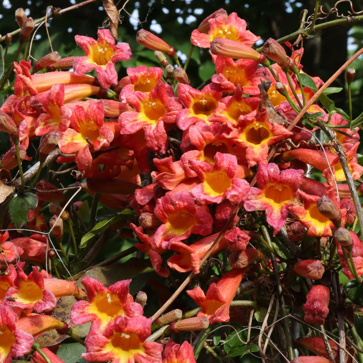 Dressed To Thrill® Crossvine (Bignonia capreolata)