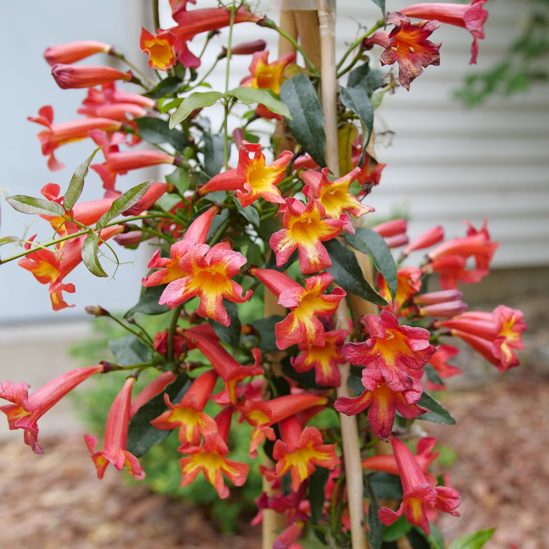 Dressed To Thrill® Crossvine (Bignonia capreolata)