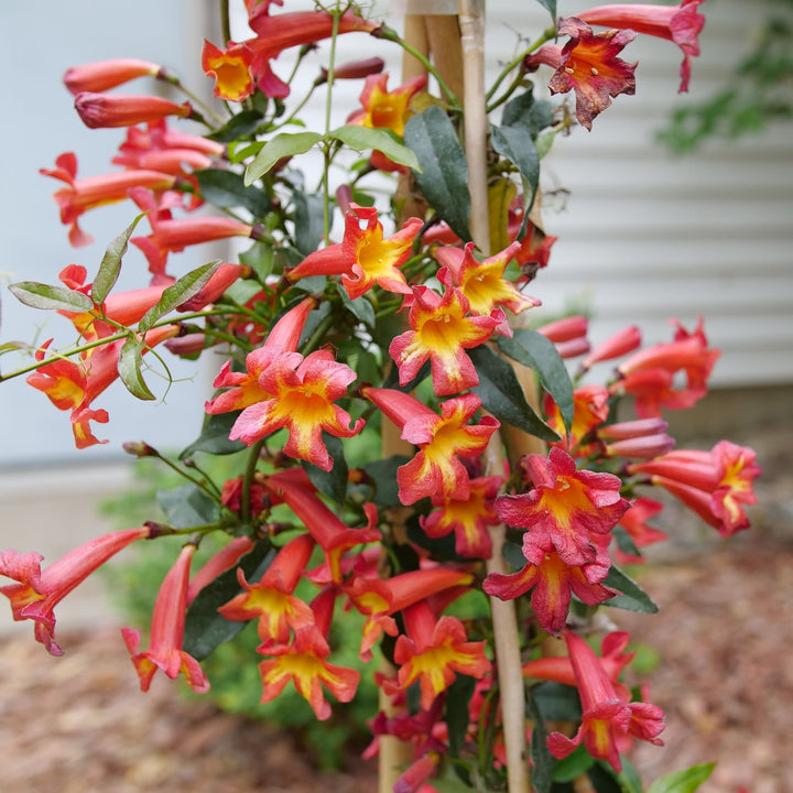 Dressed To Thrill® Crossvine (Bignonia capreolata)