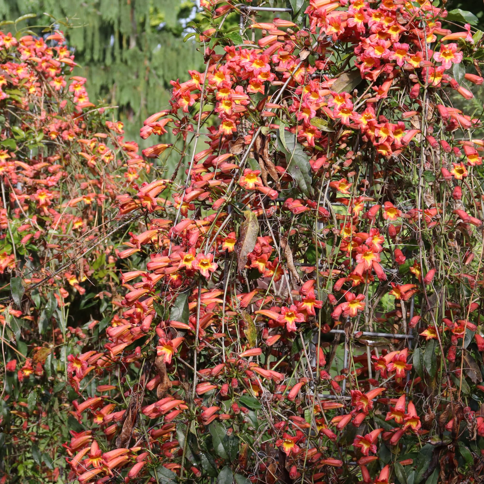 Crossvine | Dressed To Thrill® | Proven Winners® Shrubs – Proven