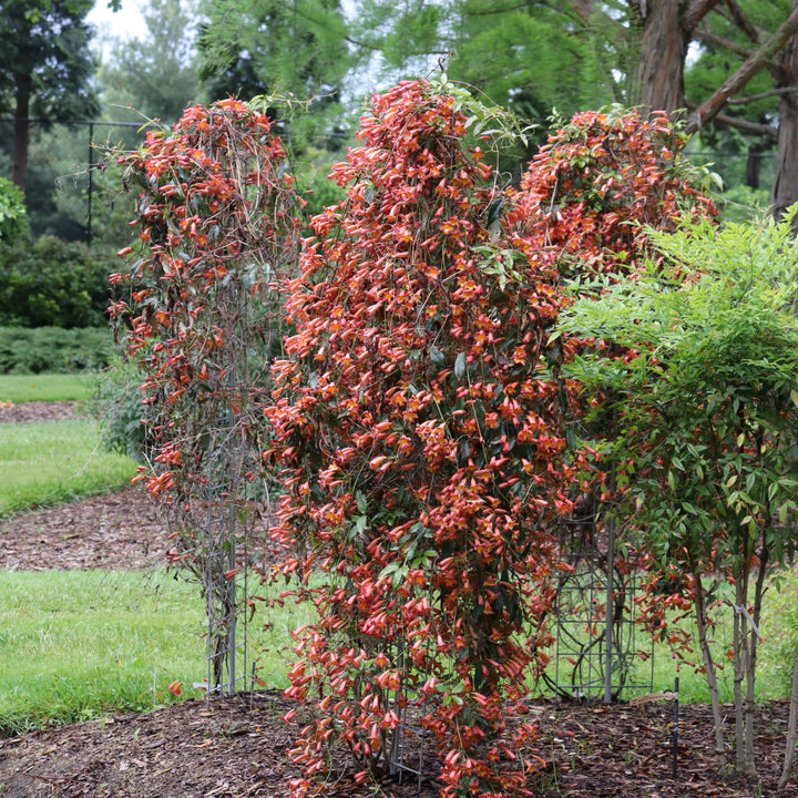 Crossvine | Dressed To Thrill® | Proven Winners® Shrubs – Proven