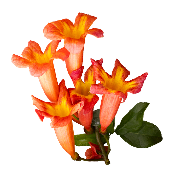 Dressed To Thrill® Crossvine (Bignonia capreolata)