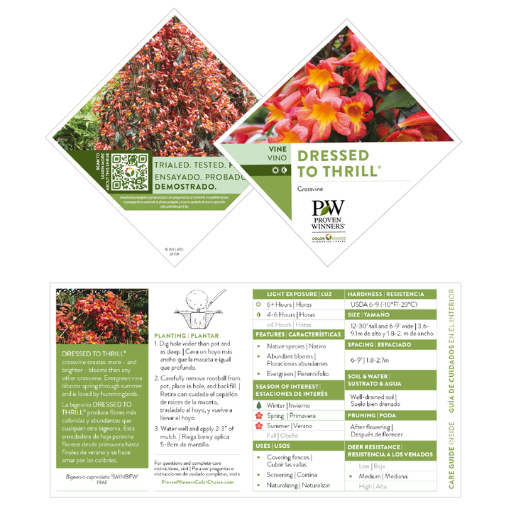 Crossvine | Dressed To Thrill® | Proven Winners® Shrubs – Proven