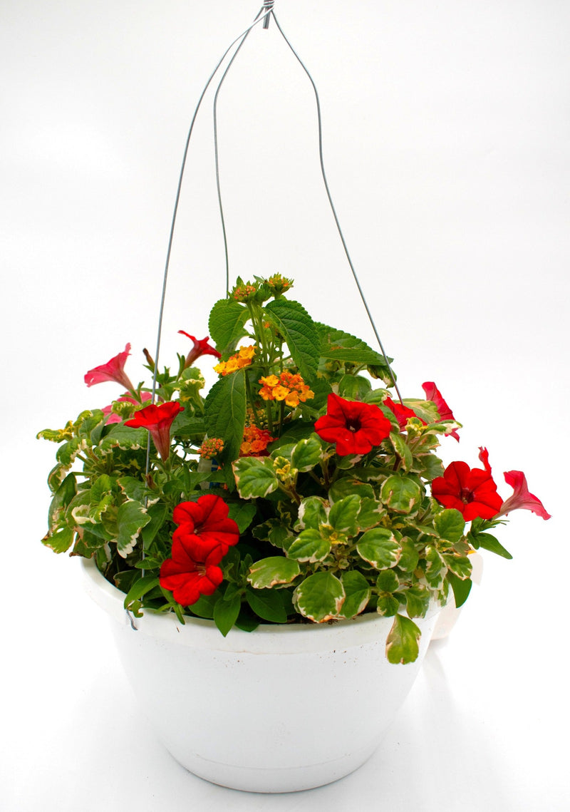 Crimson and Ivy Combination Hanging Basket