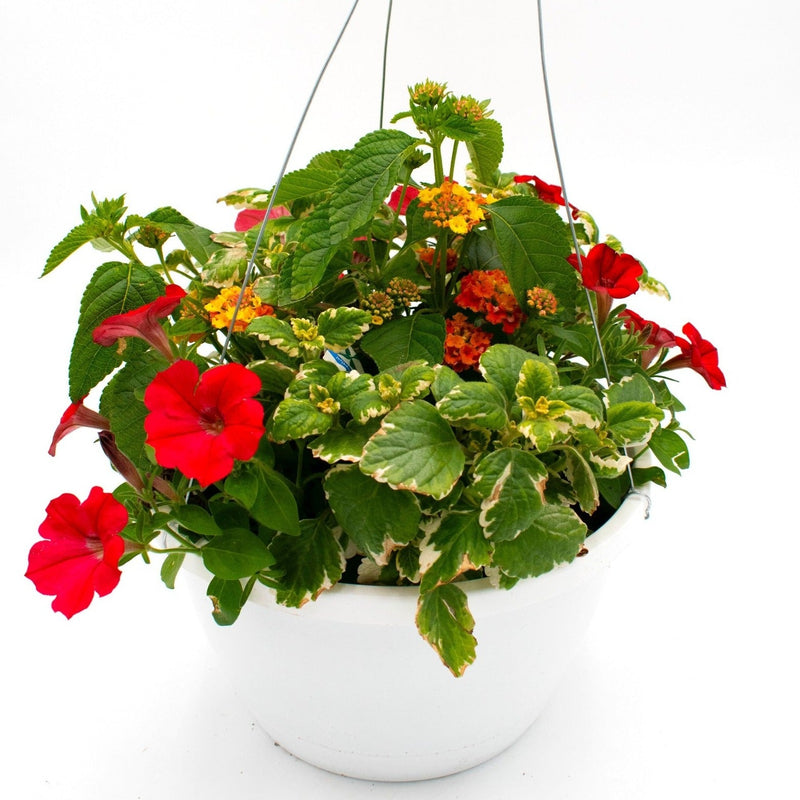 Crimson and Ivy Combination Hanging Basket