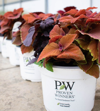 'Fall Coleus Mix' 6.5 Inch Combination