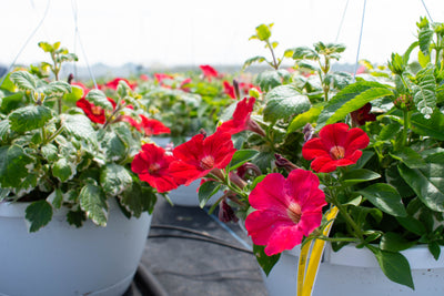 Crimson and Ivy Combination Hanging Basket