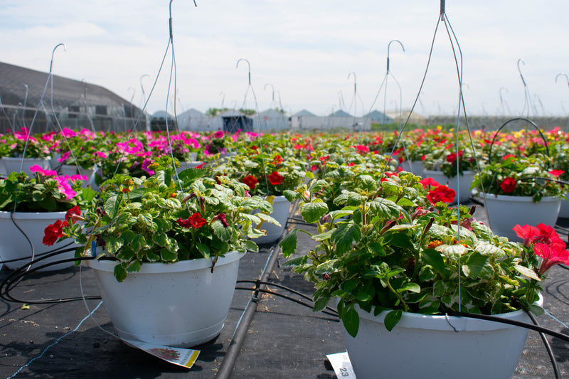 Crimson and Ivy Combination Hanging Basket