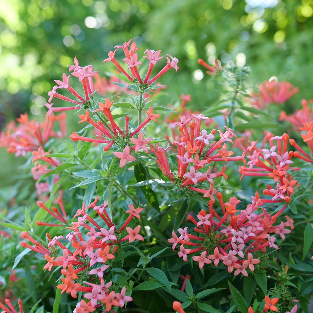Firecracker Bush | Estrellita Little Star® | Proven Winners