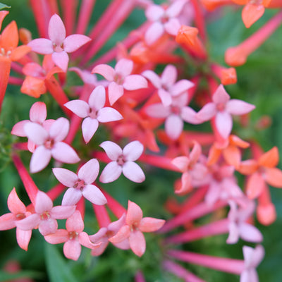 Estrellita Little Star Firecracker Bush up close.