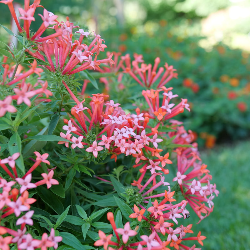 Estrellita Little Star Firecracker Bush up close.