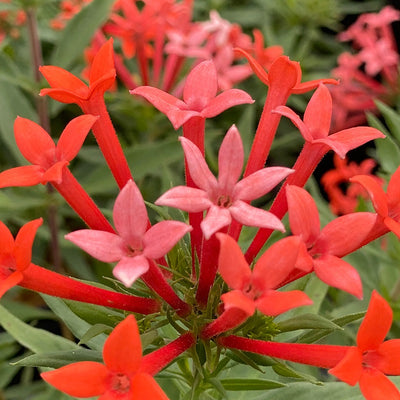 Estrellita Little Star Firecracker Bush up close.