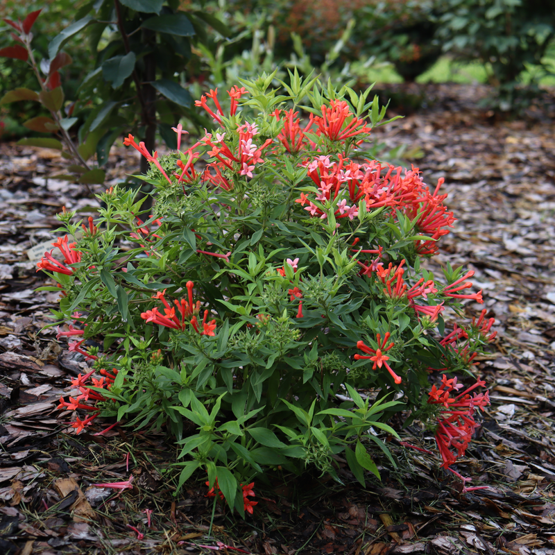 Estrellita Little Star Estrellita Little Star Firecracker Bush in focus.