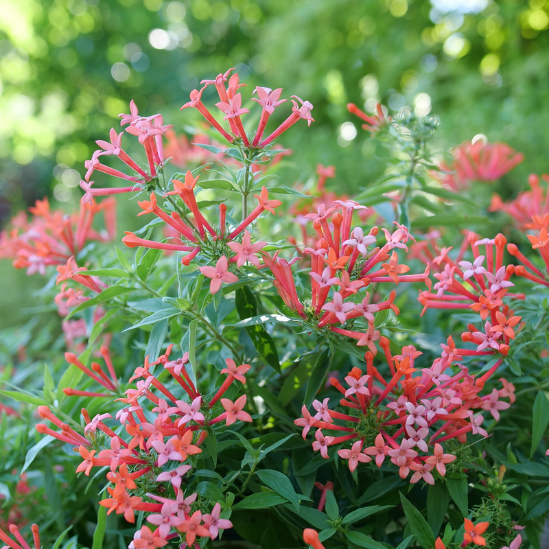 Estrellita Little Star Estrellita Little Star Firecracker Bush in focus.