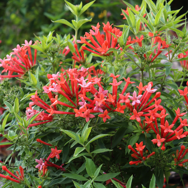 Estrellita Little Star Estrellita Little Star Firecracker Bush in focus.