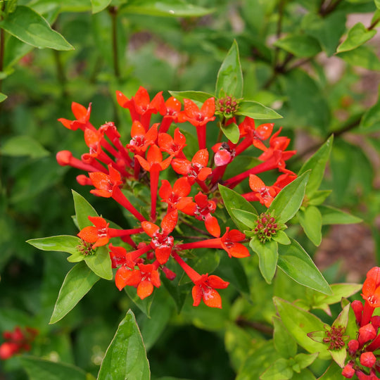 Estrellita® Scarlet Firecracker Bush (Bouvardia x)