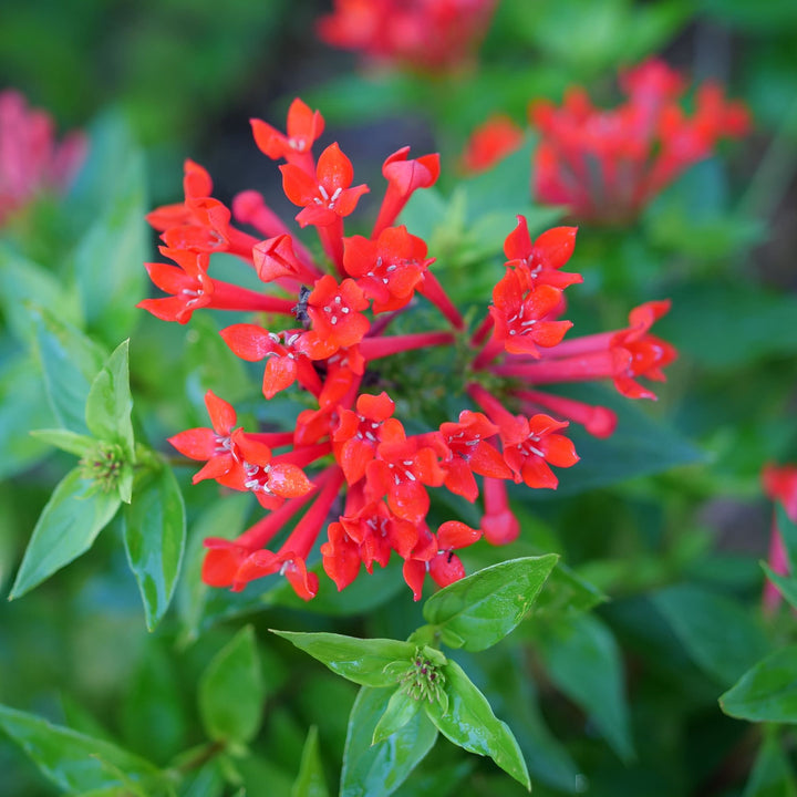 Estrellita® Scarlet Firecracker Bush (Bouvardia x)