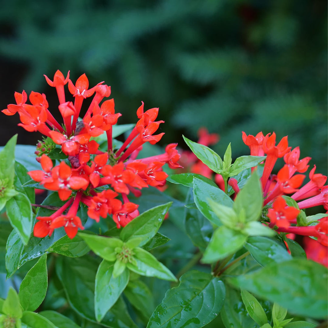 Estrellita® Scarlet Firecracker Bush (Bouvardia x)