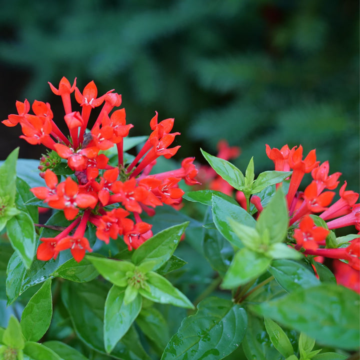 Estrellita® Scarlet Firecracker Bush (Bouvardia x)