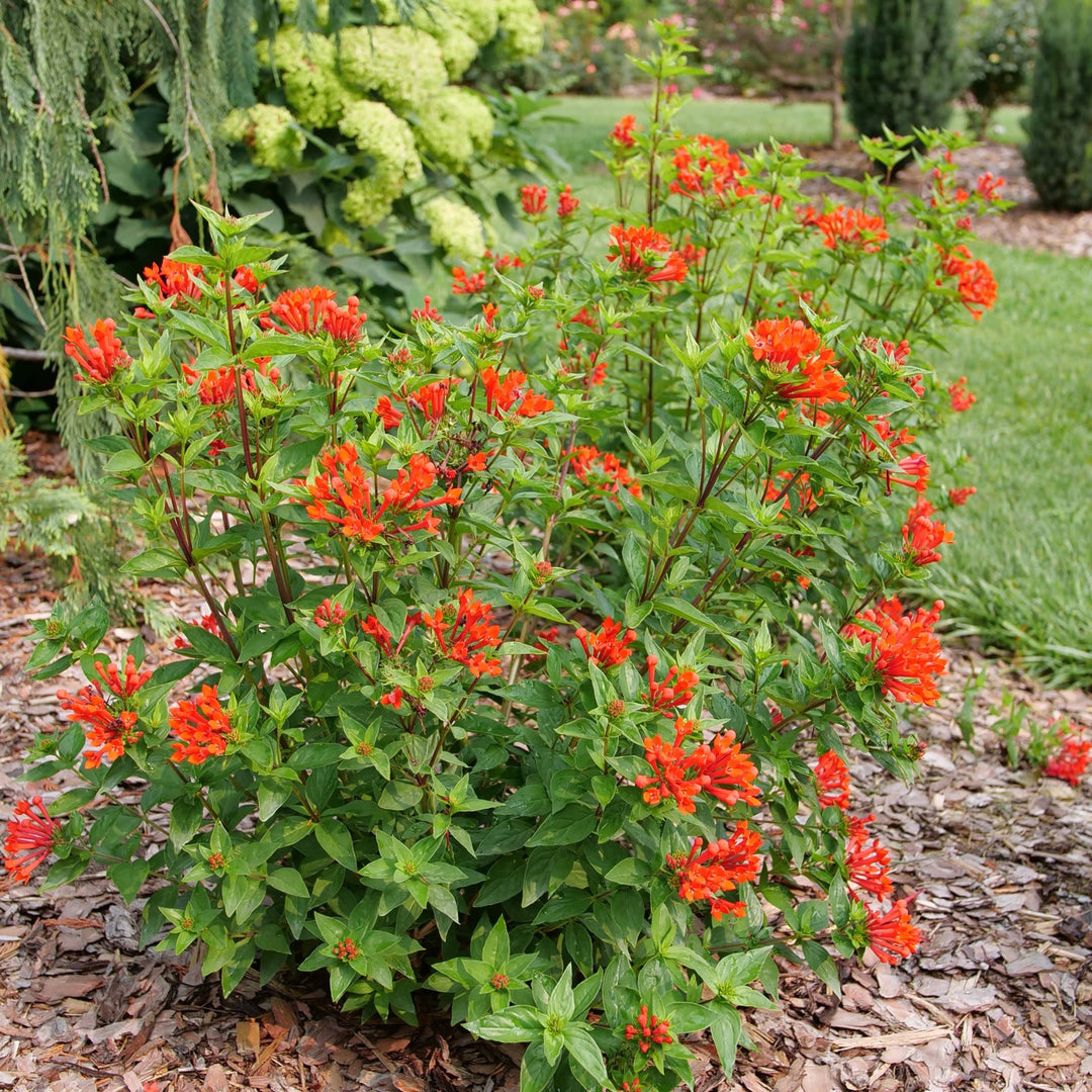 Estrellita® Scarlet Firecracker Bush (Bouvardia x)
