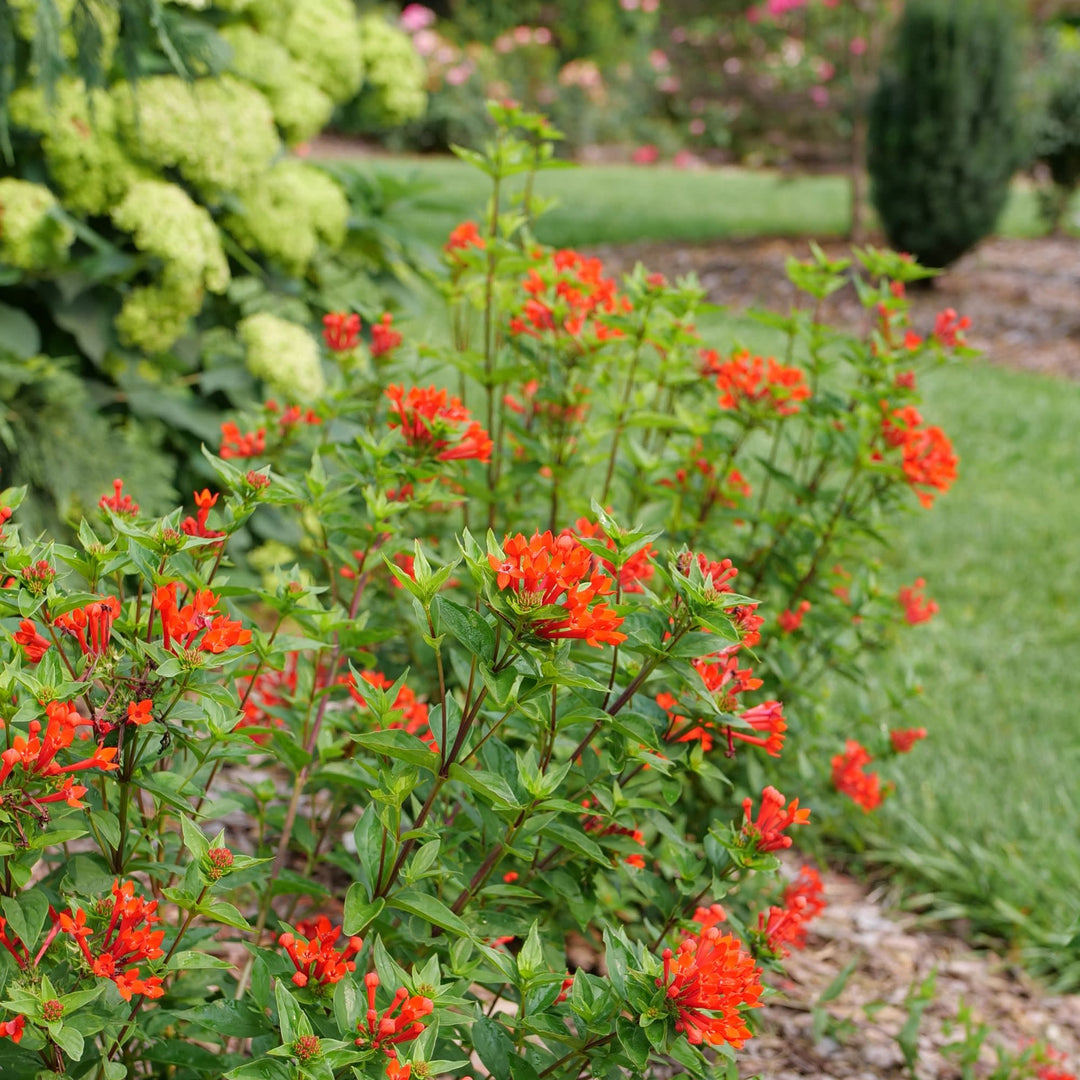 Estrellita® Scarlet Firecracker Bush (Bouvardia x)
