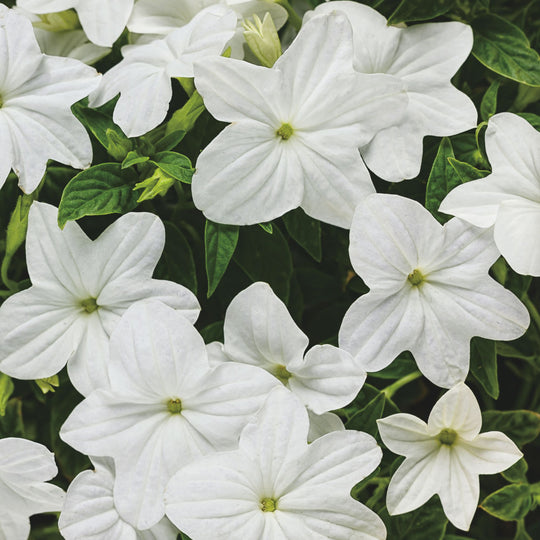 Endless™ Flirtation Bush Violet (Browallia hybrid)