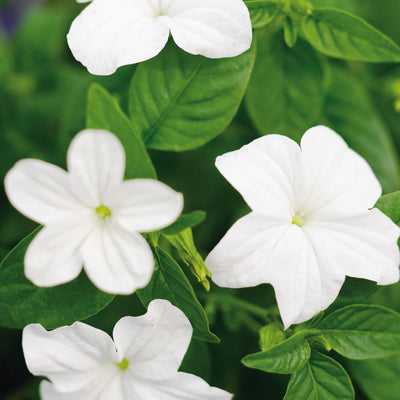Endless™ Flirtation Bush Violet (Browallia hybrid)