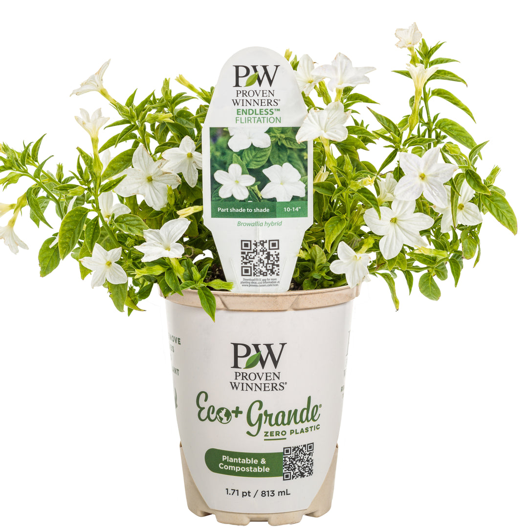 Bush Violet | Endless™ Flirtation | Proven Winners® Annuals
