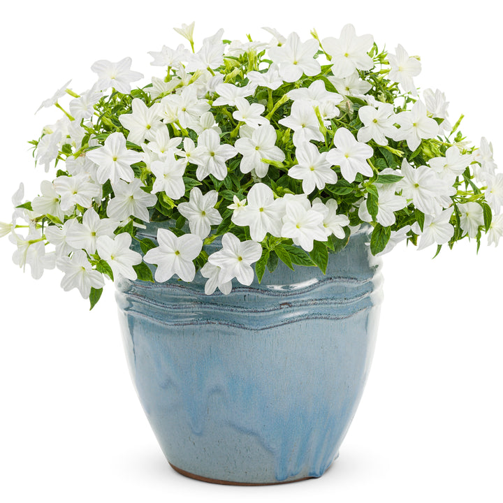 Bush Violet | Endless™ Flirtation | Proven Winners® Annuals