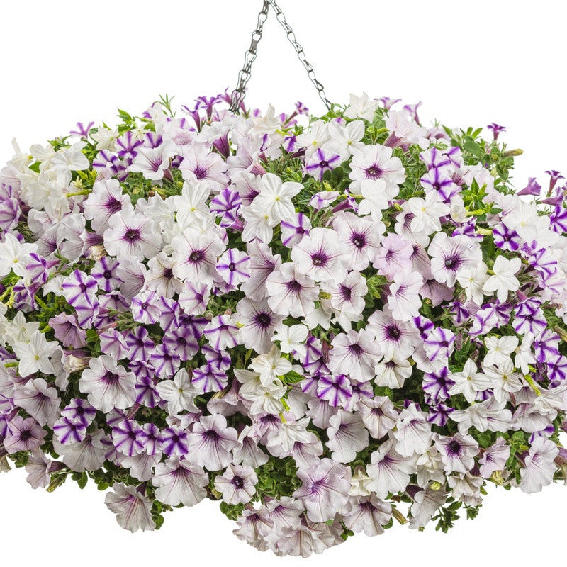 Bush Violet | Endless™ Flirtation | Proven Winners® Annuals