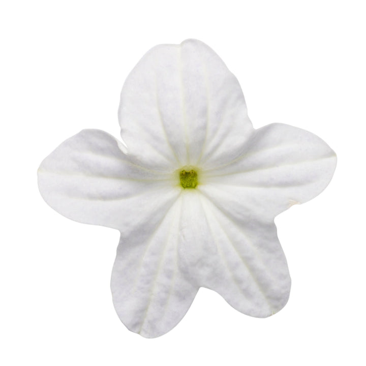 Endless™ Flirtation Bush Violet (Browallia hybrid)