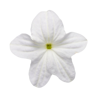 Endless™ Flirtation Bush Violet (Browallia hybrid)