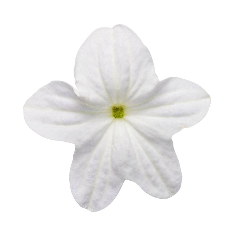 Endless™ Flirtation Bush Violet (Browallia hybrid)