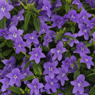 Endless Illumination Bush Violet up close.