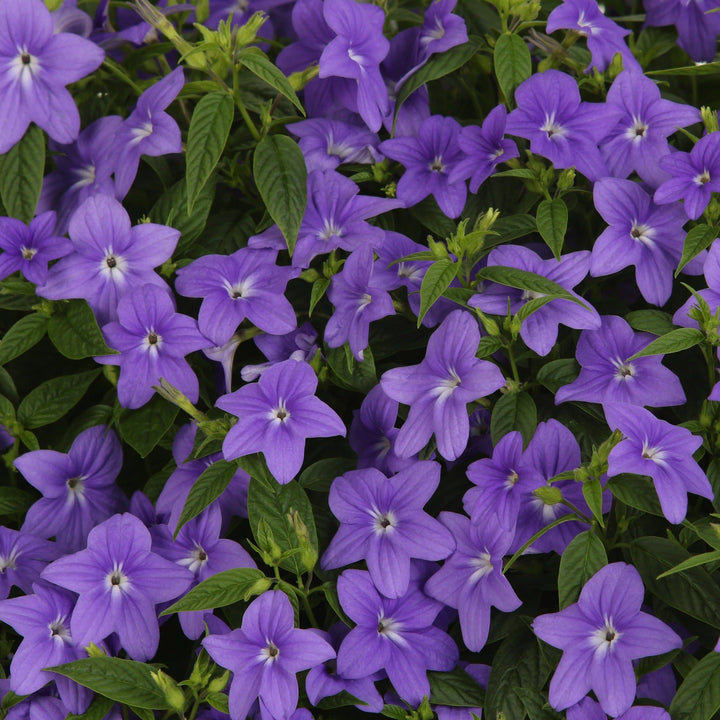 Bush Violet | Endless™ Illumination | Proven Winners® Annuals