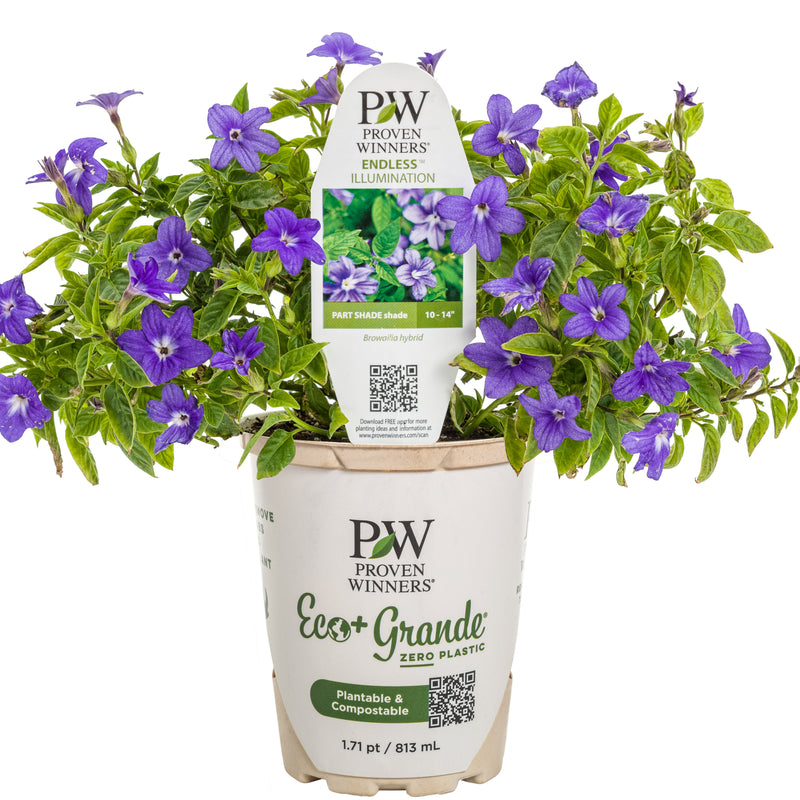 Endless™ Illumination Bush Violet (Browallia hybrid)