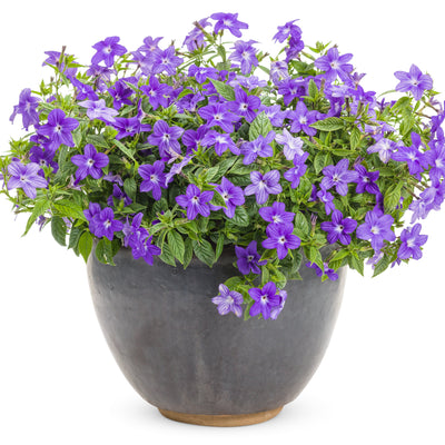 Endless™ Illumination Bush Violet (Browallia hybrid)